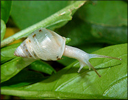 Drymaeus dormani (W. G. Binney, 1857) Manatee Treesnail