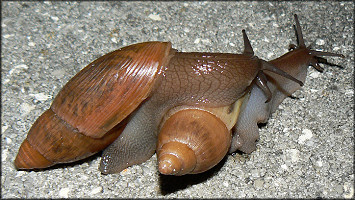 Euglandina rosea (Frussac, 1821) Mating Ritual