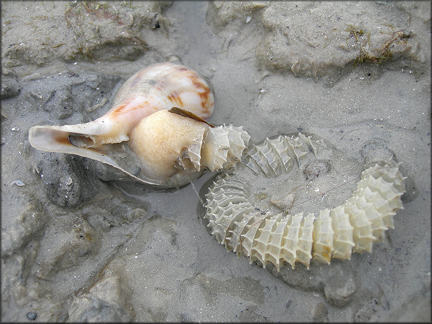 Fulguropsis spirata (Lamarck, 1816) Depositing Egg Capsules