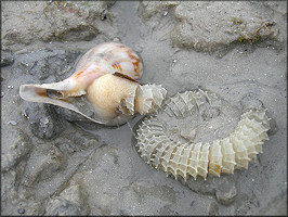 Fulguropsis spirata (Lamarck, 1816) Depositing Egg Capsules