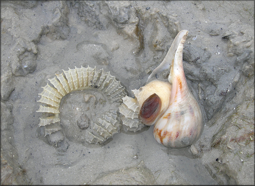 Fulguropsis spirata (Lamarck, 1816) Depositing Egg Capsules