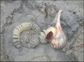 Fulguropsis spirata (Lamarck, 1816) Depositing Egg Capsulesting Egg Capsules