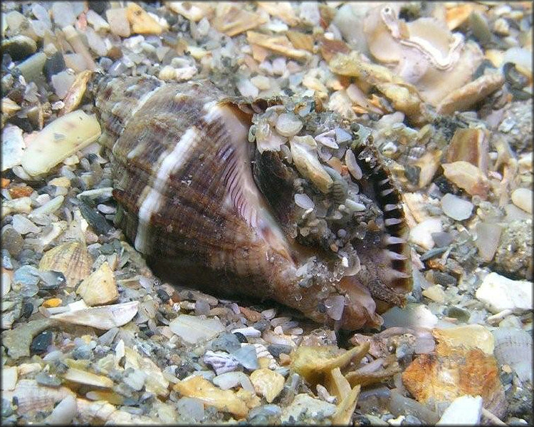 Stramonita haemastoma (Linnaeus, 1767) Florida Rocksnail