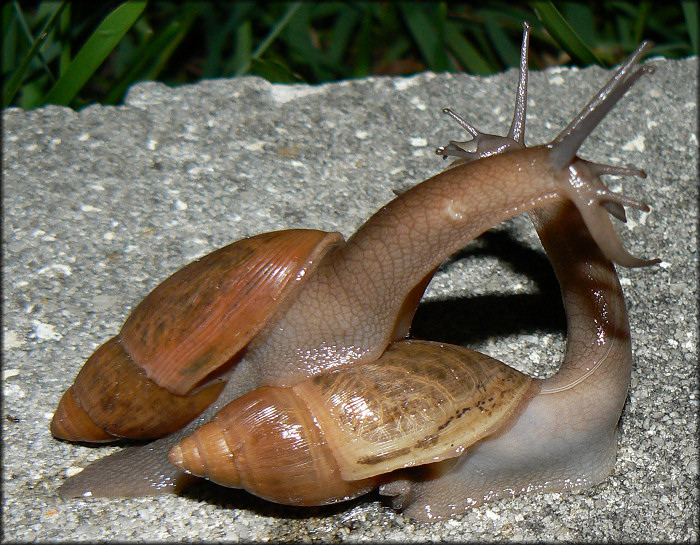 Euglandina rosea (Frussac, 1821) Mating Ritual