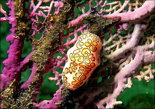 Cyphoma gibbosum (Linnaeus, 1758) Flamingo Tongue