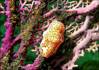 Cyphoma gibbosum (Linnaeus, 1758) Flamingo Tongue