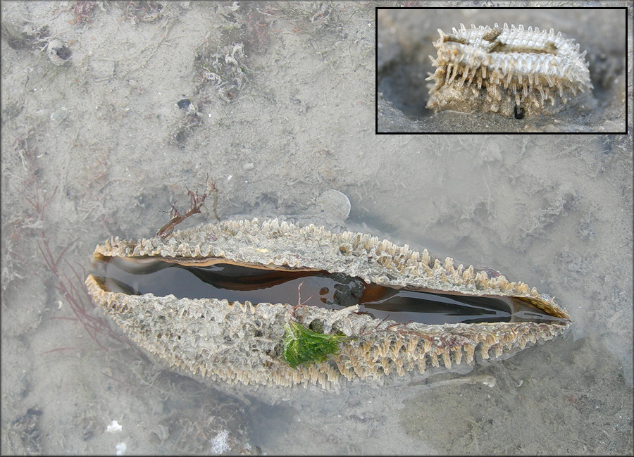 Atrina serrata (G. B. Sowerby I, 1825) Sawtooth Penshell In Situ