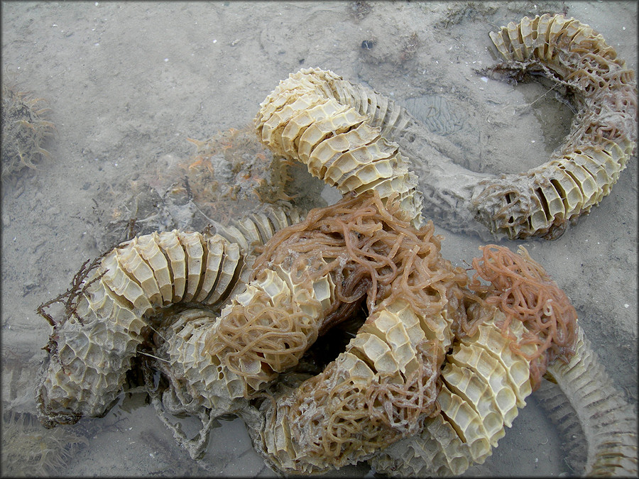 Busycon perversum (Linnaeus, 1758) Egg Capsules