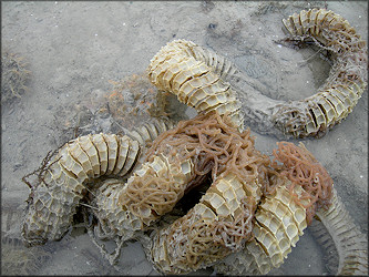 Busycon perversum (Linnaeus, 1758) Egg Capsules