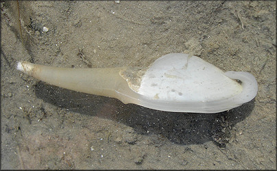 Anatina anatina (Spengler, 1802) Smooth Duckclam