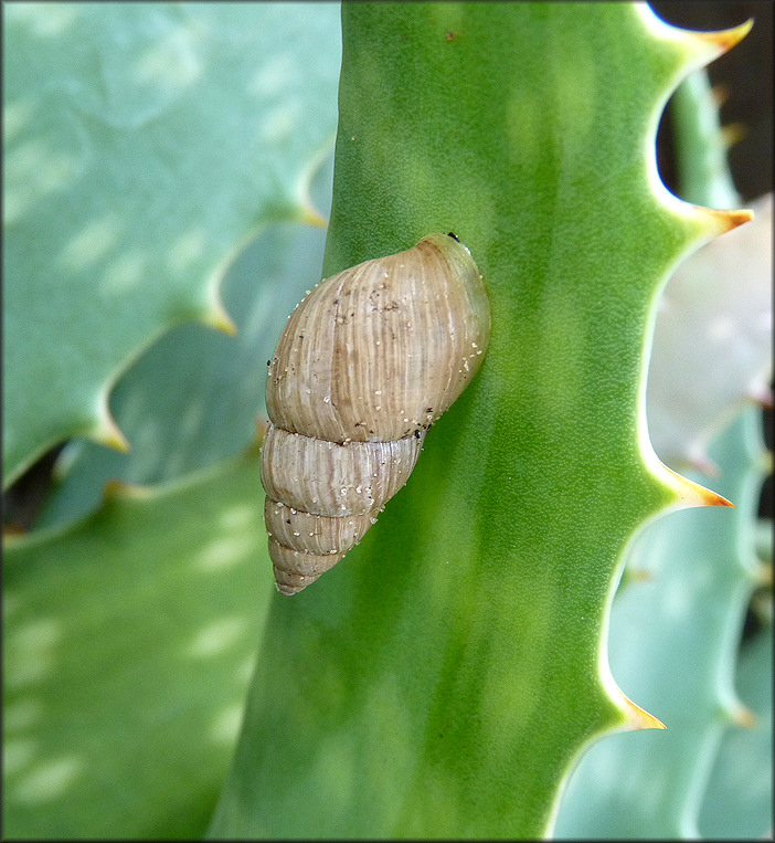 Bulimulus sporadicus (d’Orbigny, 1835) In Situ