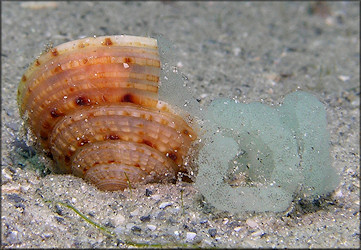 Architectonica nobilis Rding, 1798 Common Sundial Depositing Eggs