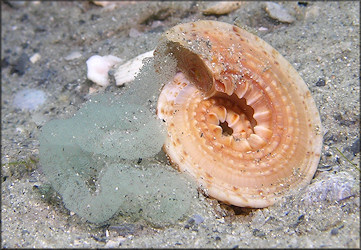 Architectonica nobilis Rding, 1798 Common Sundial Depositing Eggs