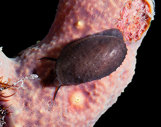 Luria cinerea (Gmelin, 1791) Atlantic Gray Cowrie Juvenile