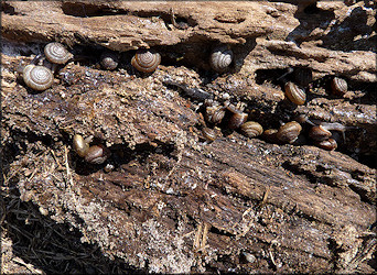 Triodopsis messana Hubricht, 1952 Pinhole Three-tooth