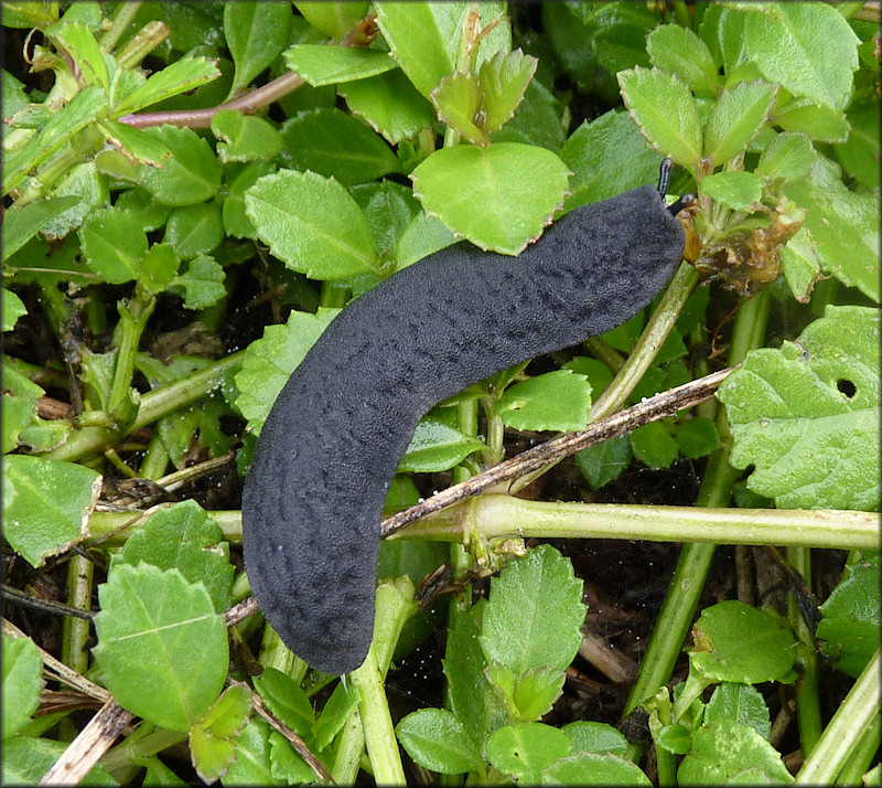 Belocaulus angustipes (Heynemann, 1885) Black-velvet Leatherleaf