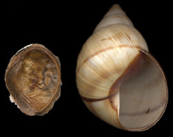 Orthalicus floridensis Pilsbry, 1891 Banded Treesnail