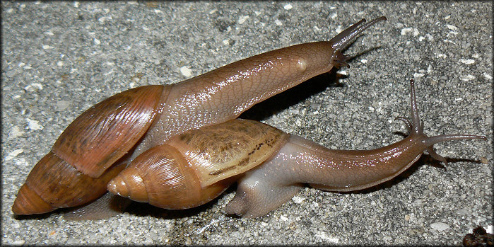 Euglandina rosea (Frussac, 1821) Mating Ritual