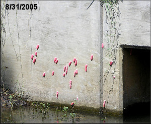 Pomacea canaliculata Egg Clutches On Concrete Box Culvert