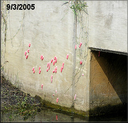 Pomacea canaliculata Egg Clutches On Concrete Box Culvert