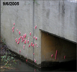 Pomacea canaliculata Egg Clutches On Concrete Box Culvert