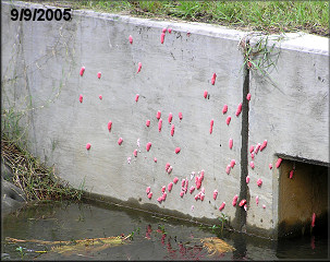 Pomacea canaliculata Egg Clutches On Concrete Box Culvert