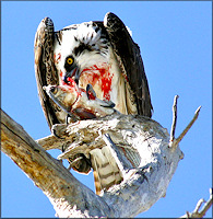 Pandion haliaetus Osprey 