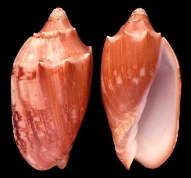 Cymbiola aulica (G. B. Sowerby I, 1825)