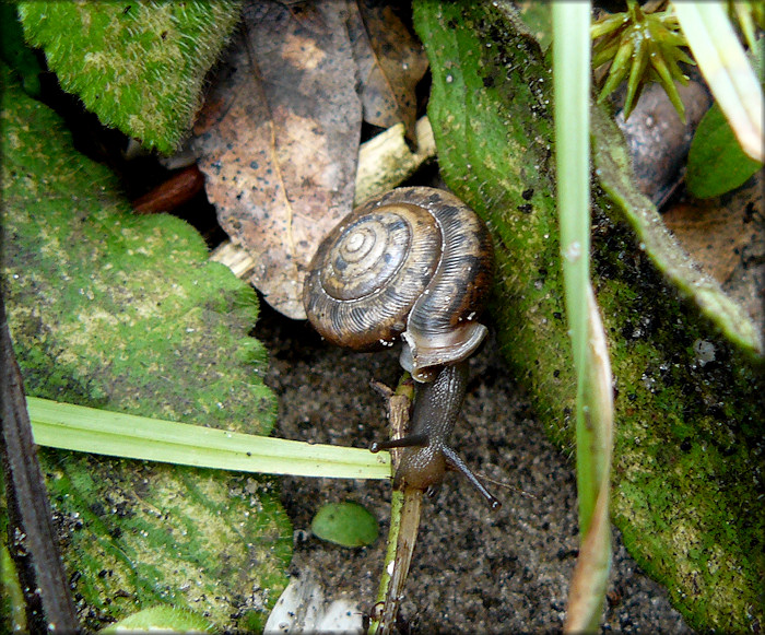 Live Daedalochila auriculata (Say, 1818) found on 9/21/2008 In Situ