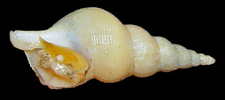 Aulacofusus esychus (Dall, 1907)