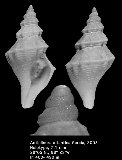 Anticlinura atlantica Garca, 2005 (holotype)