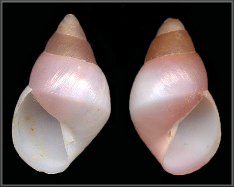 Sinistral Partula rosea Broderip, 1832 