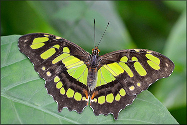 Siproeta stelenes Malachite