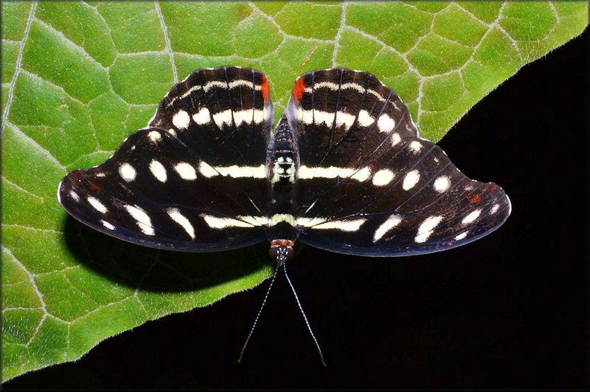 Catonephele orites Orange-banded Shoemaker Female