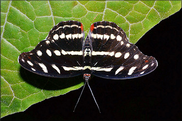 Catonephele orites Orange-banded Shoemaker Female