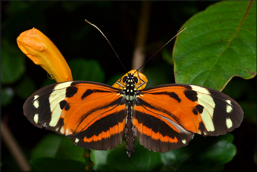 Eueides isabella Longwing Isabella