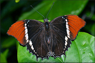 Siproeta epaphus Rusty-tipped Page