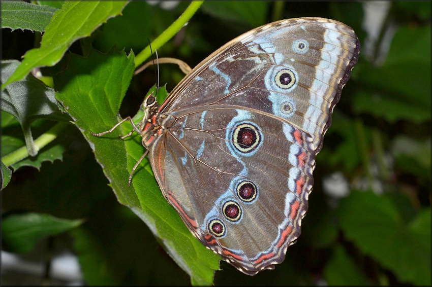 Morpho peleides Blue Morpho