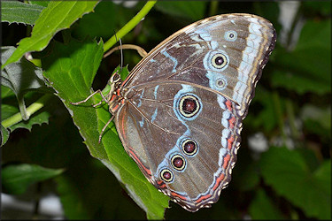 Morpho peleides Blue Morpho