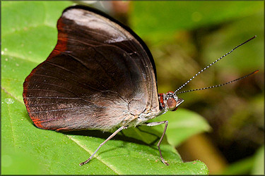 Catonephele orites Orange-banded Shoemaker Male