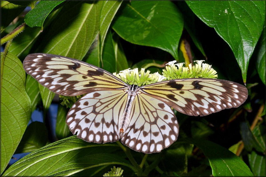 Idea leuconoe Tree Nymph