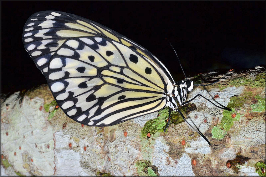 Idea leuconoe Tree Nymph