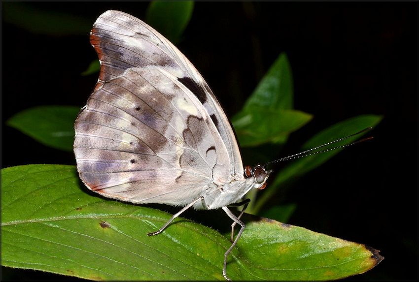 Catonephele orites Orange-banded Shoemaker Female