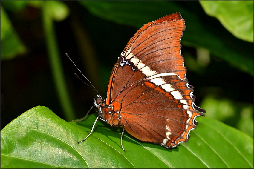 Siproeta epaphus Rusty-tipped Page