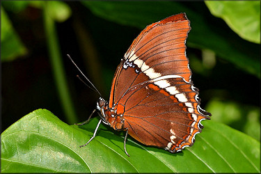 Siproeta epaphus Rusty-tipped Page