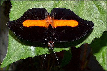 Catonephele orites Orange-banded Shoemaker Male