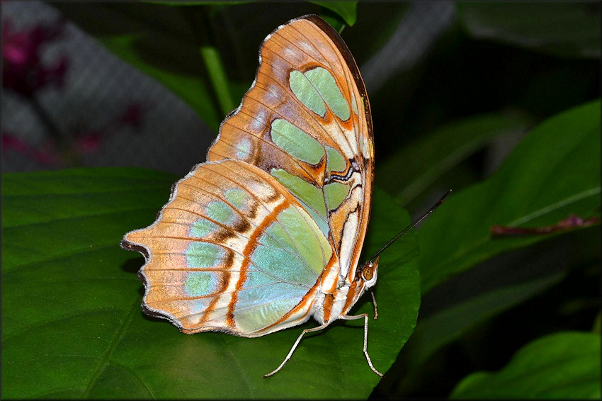 Siproeta stelenes Malachite