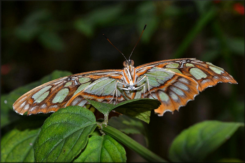 Siproeta stelenes Malachite