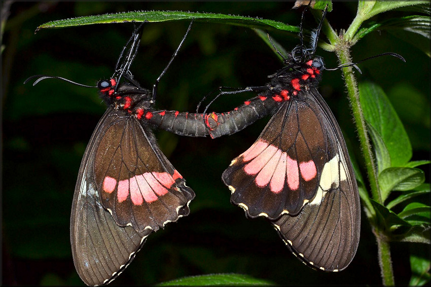 Parides arcus Pink Heart Mating