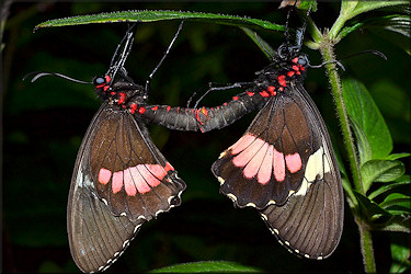 Parides arcus Pink Heart Mating